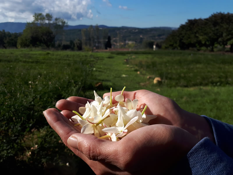 Soutien de Terre Adonis : production de jasmin à Grasse