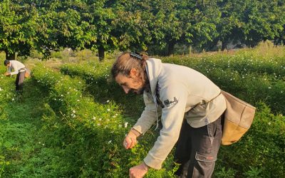 Coup de jeune sur le jasmin à Grasse !