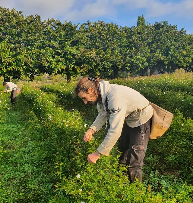 Coup de jeune sur le jasmin à Grasse !