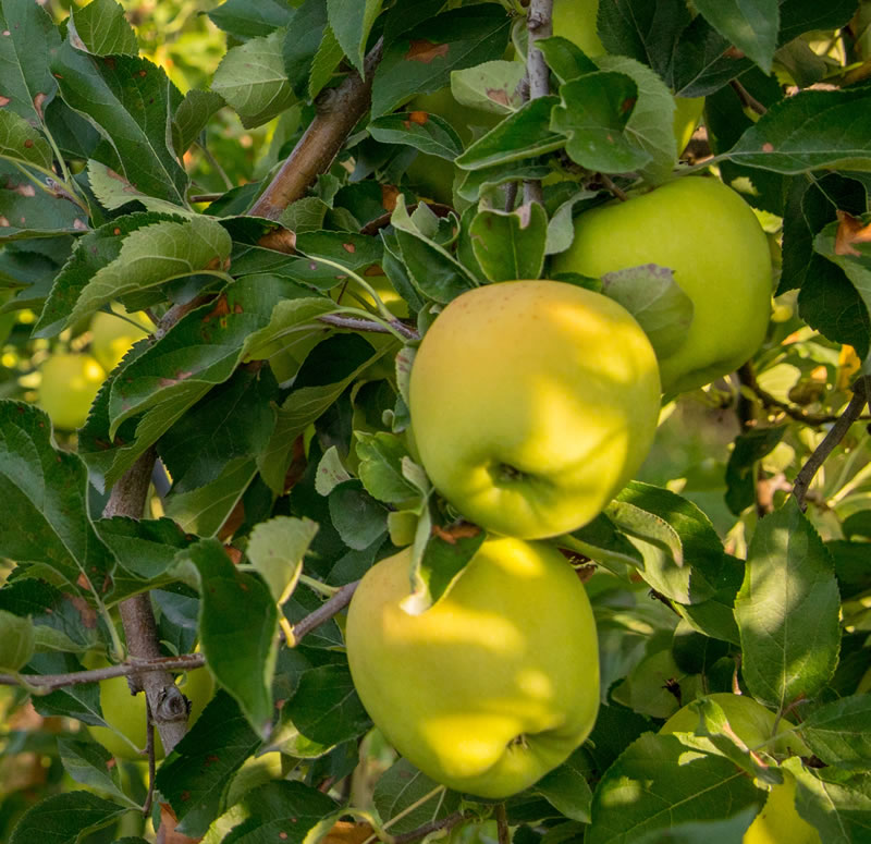 La SCIC Terre Adonis : accompagner les projets agricoles en PACA