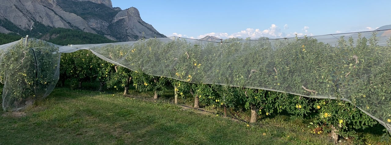 L'exploitation arboricole de Romain Borel dans les Hautes-Alpes