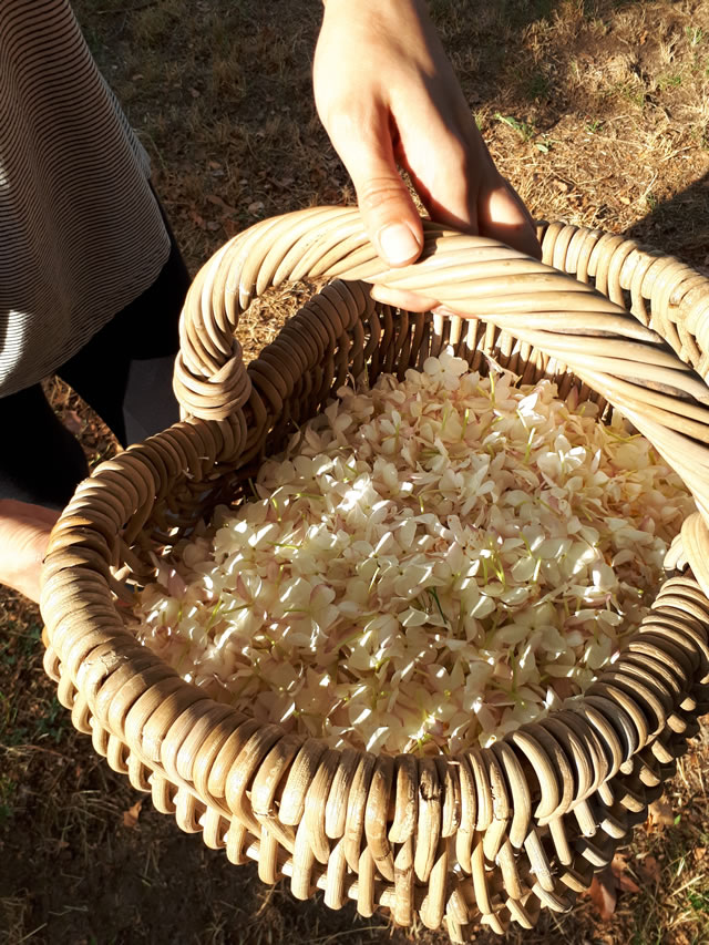 Panier de jasmin à Grasse