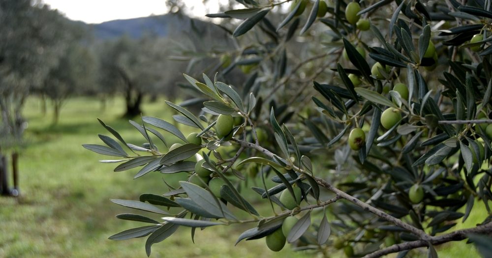 Olive,Branch,French,Provence L'exploitation arboricole de Romain Borel dans les Hautes-Alpes